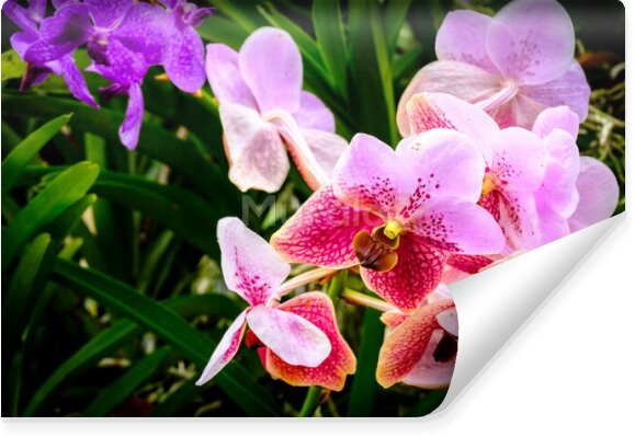 Fototapeta Kolorowe orchidee z bliska 3D
