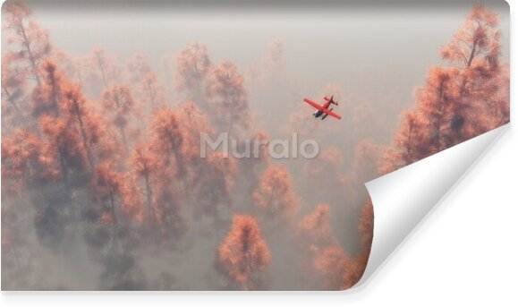 Fototapeta Samolot nad lasem we mgle