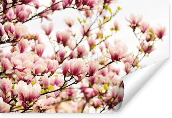 Fototapeta Kwiaty magnolii wiosną