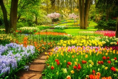 Fototapeta Ogród Pełen Kolorowych Kwiatów