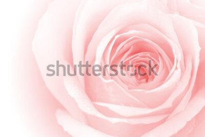 Fototapeta Kwitnąca róża z bliska