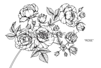 Fototapeta Czarno-białe narysowane róże