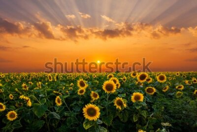 Fototapeta Słoneczniki o Zachodzie Słońca
