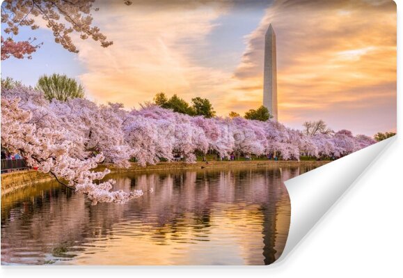 Fototapeta Waszyngton D.C. Wiosną