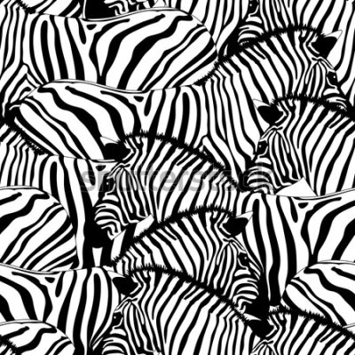 Fototapeta Czarno-białe rysowane zebry