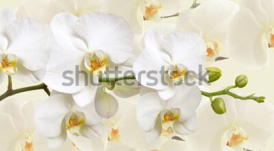 Fototapeta Modne białe orchidee